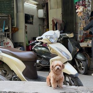 Stylish Tan Leather Handbag